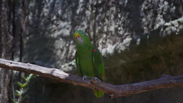 Yellowheaded Amazon Parrot Amazona Oratrix Perched on Tree Branch