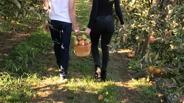 Couple holding basket full of apples walking through apple orchard alt