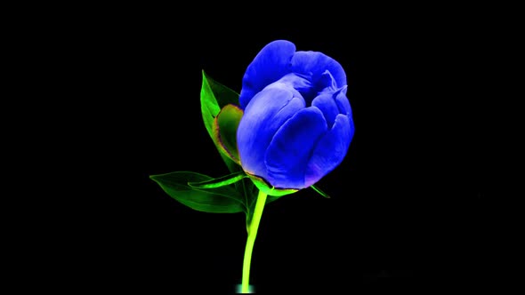 Timelapse of Spectacular Beautiful Blue Peony Flower Blooming on Black Background alt