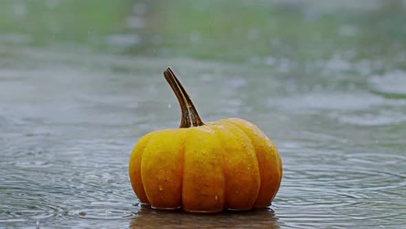 Halloween Pumpkin alt