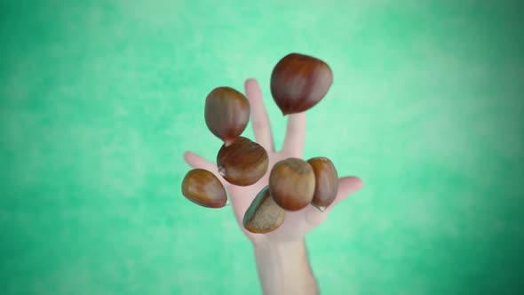 Hand Throws Up Handful of Chestnuts Above Green Surface alt