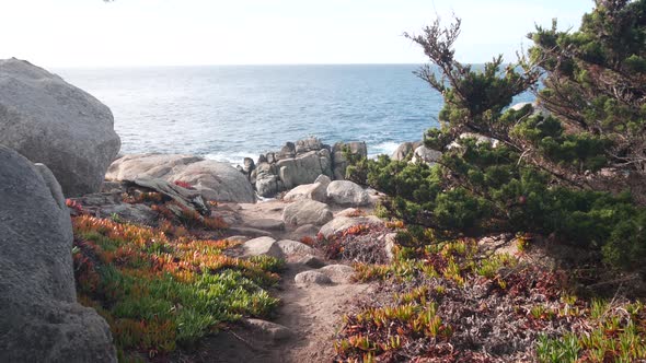 Rocky Coast Ocean Waves Cypress Pine Tree 17Mile Drive Monterey California