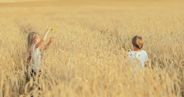Happy Girl with Long Hair is Walking Along a Wheat Field a Boy with a Flower is Walking Nearby