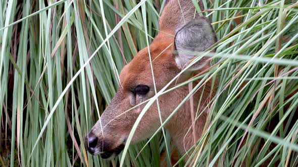 Slow motion close up shot of a young Marsh Deer resting quietly under vegetation alt