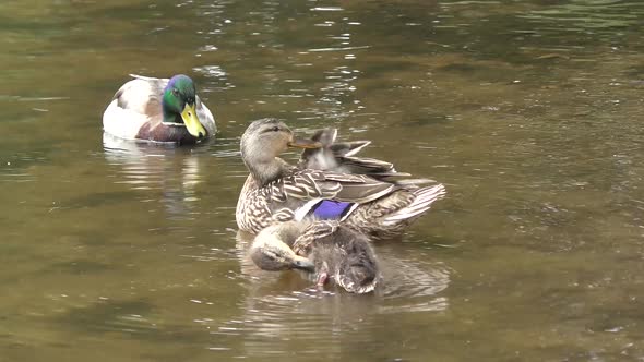 Mallard duck family in a pond