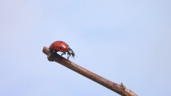 Ladybug alt
