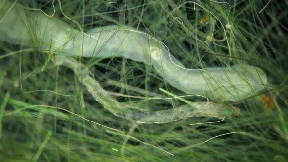 Worm Aeolosoma Sp alt