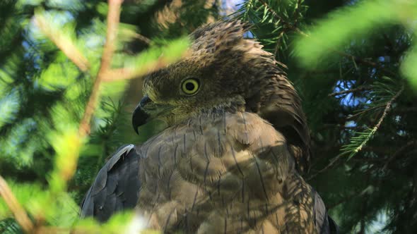 European Honey Buzzard Pernis Apivorus, Also Known As the Pern or Common Pern alt
