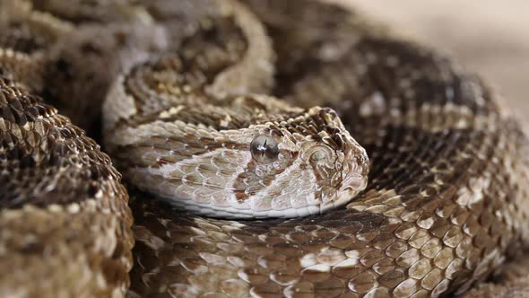 Defensive Puff Adder With Flicking Tongue alt