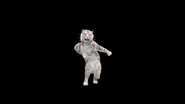 White Tiger Dancing HD alt