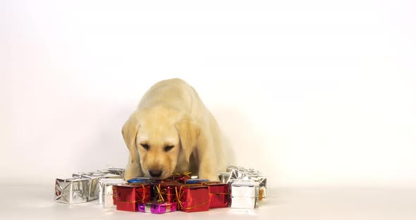 Yellow Labrador Retriever, Puppy and Gifts on White Background, Normandy, Slow Motion 4K alt