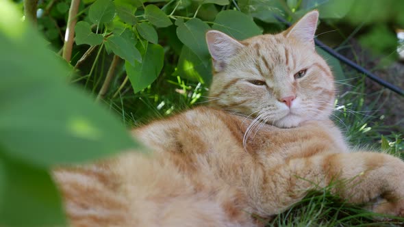 Red Cat Resting Lying in the Garden in Summer