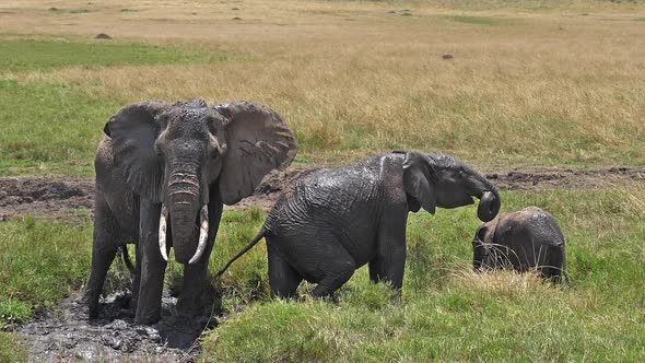 African Elephant, loxodonta africana, Group standing in Swamp, Calf, Having Bath alt