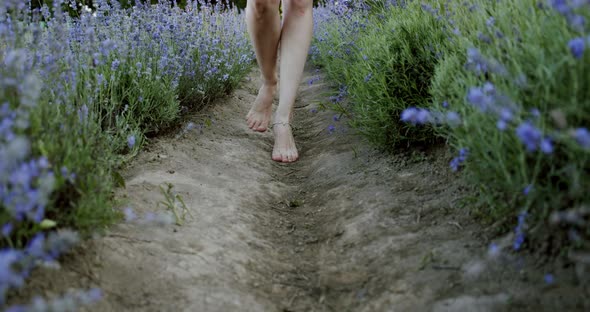 Close Up Female Leg Walk on Blooming Lavender Field on Summer Day . Slow Motion V2 alt