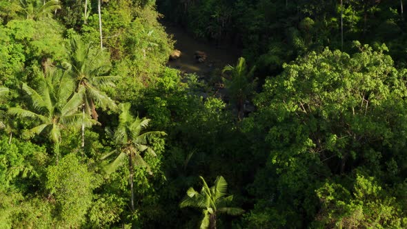 Flying Over The Thick Tropical Forests Of Bali. alt