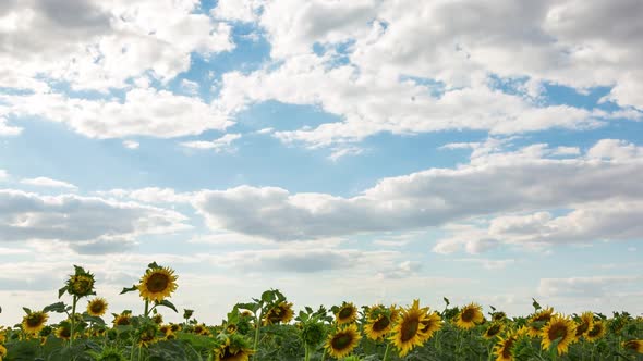 Yellow Sunflower Field And Large Clouds, Time Lapse