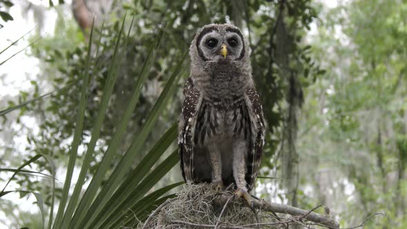  Young Barred Owl Looks Around And Flies