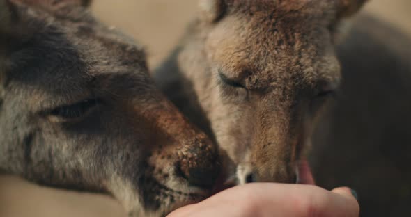 Little eastern grey kangaroos eating from a person's hand, close up, BMPCC 4K alt