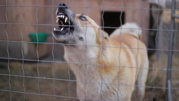 Angry Dog Barking in a Cage
