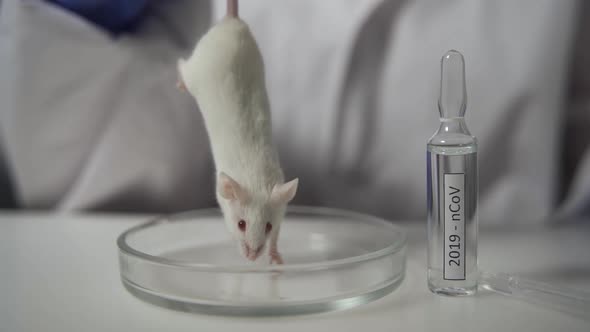 A Scientist Wearing Blue Medical Gloves Holds a Test Mouse By the Tail Over a Petri Dish
