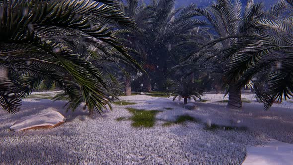 Winter And Palms