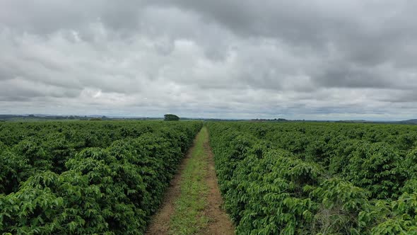 Aerial Footage from a Plantation of Coffee in Minas Gerais Brazil