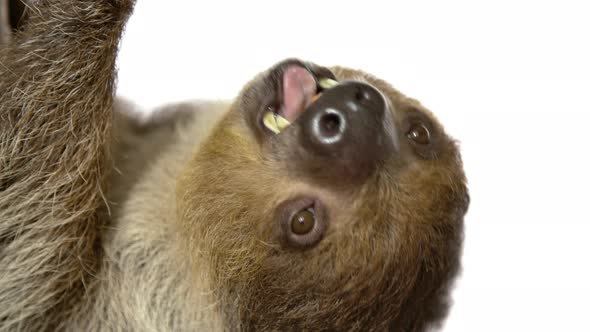 Chewing sloth slow motion on white background - close up animal face alt