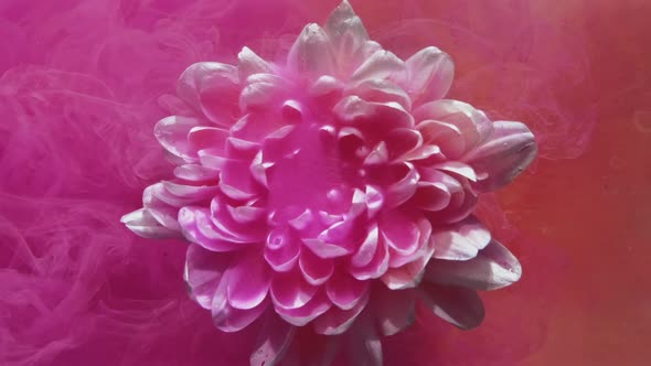 Underwater Flower Petals in Color Smoke Neon Pink alt