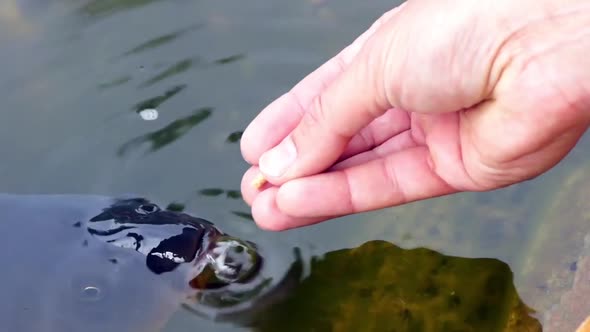 Carp Feeding