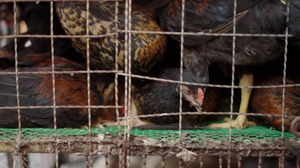 Huddled Chicken Stepping on Others Neck in Dirty Cage in Klong Toei Market in Bangkok alt