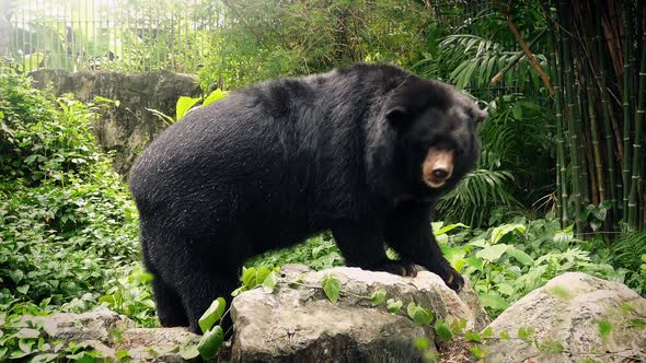 Bear In Zoo Moving Around alt