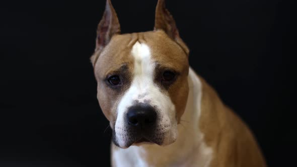 American Staffordshire Terrier Dog on a Black Background