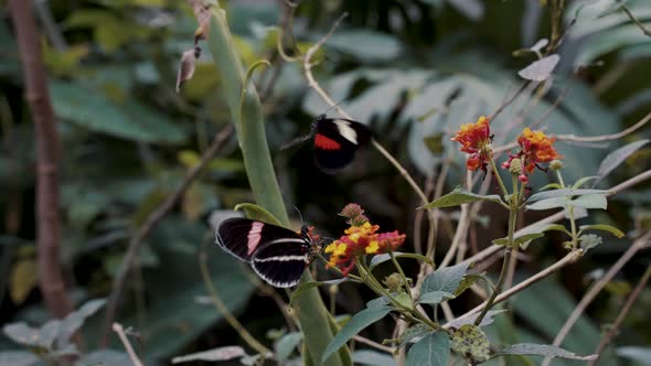 Postman Butterfly Flapping Its Wings, Another One Is Perched On The Flower - wide alt