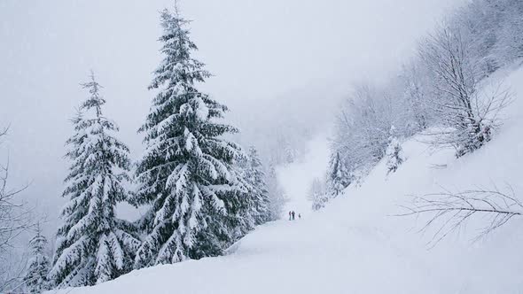 Snow Falling Down on Forest Trees in Mountains