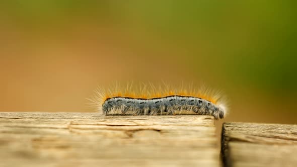 The best extreme macro close up and extreme slow motion of a Western Tent Caterpillar moth walking o alt
