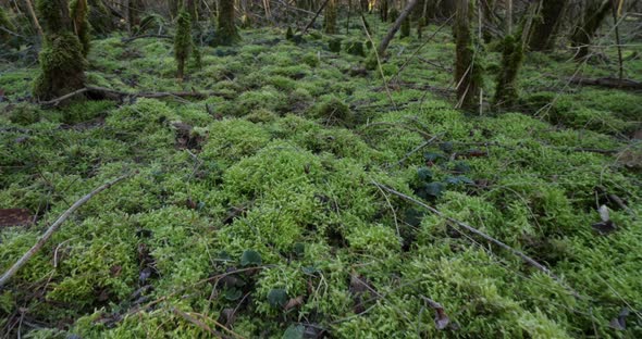 Ground of forest covered  with green mosses, north-central France. alt