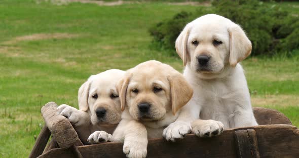 Labrador Retriever, Yellow Puppies in a Wheelbarrow, Yawning, Normandy in France, Slow Motion 4K alt