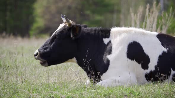Black and White Cow Eating Grass While Shaking