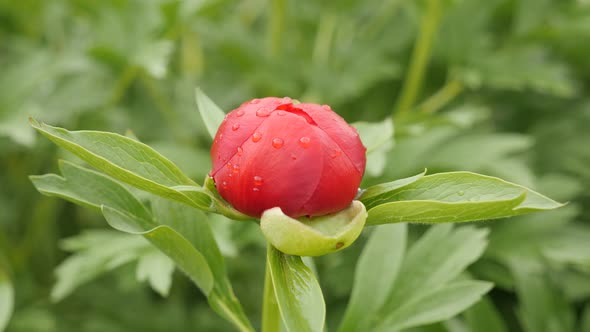 Half-opened Paeonia peregrina green flower  shallow DOF 4K 2160p 30fps UltraHD footage - Opening of  alt
