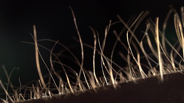 Getting Goose Bumps, Macro, Sunset Time alt