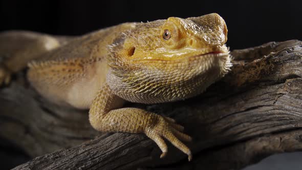 Pogona Vitticeps or Bearded Dragon Closeup Shot