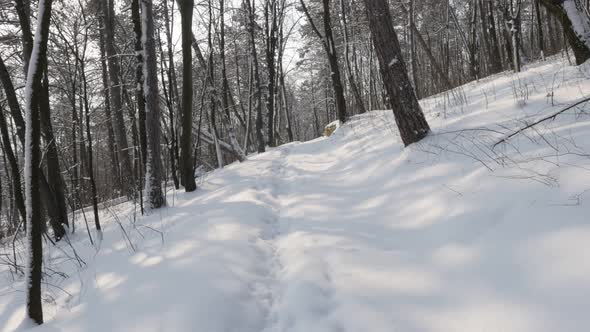 Walking POV scene through the forest 3840X2160 UHD video - Trekking over the snow by winter 4K 2160p
