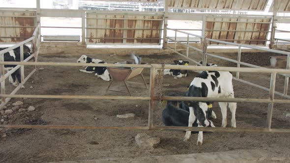 Young newborn calves in cages in a dairy farm alt