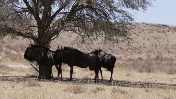 Wild (Connochaetes taurinus) Blue Wildebeest Gnu grazing alt