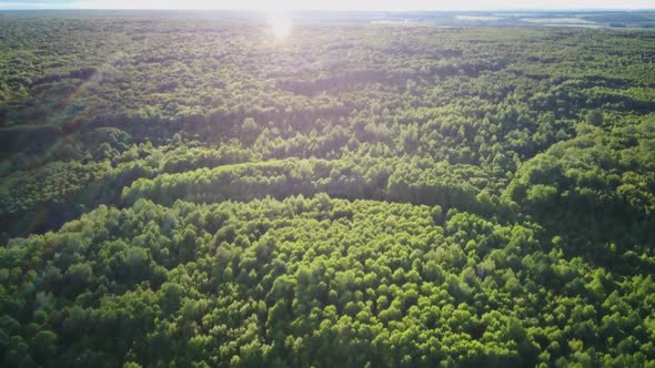Aerial Video of Forest in Summer at Sunset. Countryside alt