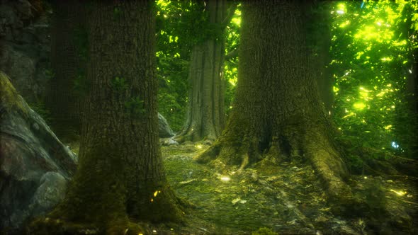 The Primeval Forest with Mossed Ground alt