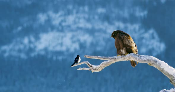 Golden Eagle and Magpie Sits on a Tree in the Mountains at Winter
