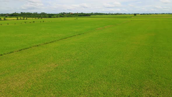 Road Between Beautiful Green Paddy Field in Thailand Road at Rice Field During Monsoon Season alt