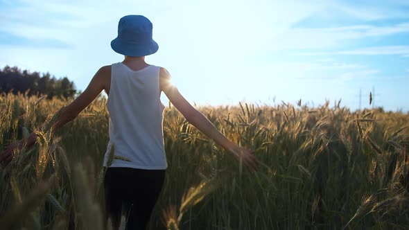Funny Boy Walks on a Golden Wheat Field at Sunset Against a Beautiful Sky Color Grade Shot