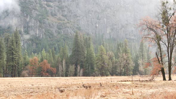 Wild Deer Family Grazing Meadow in Yosemite Valley California Wildlife Fauna